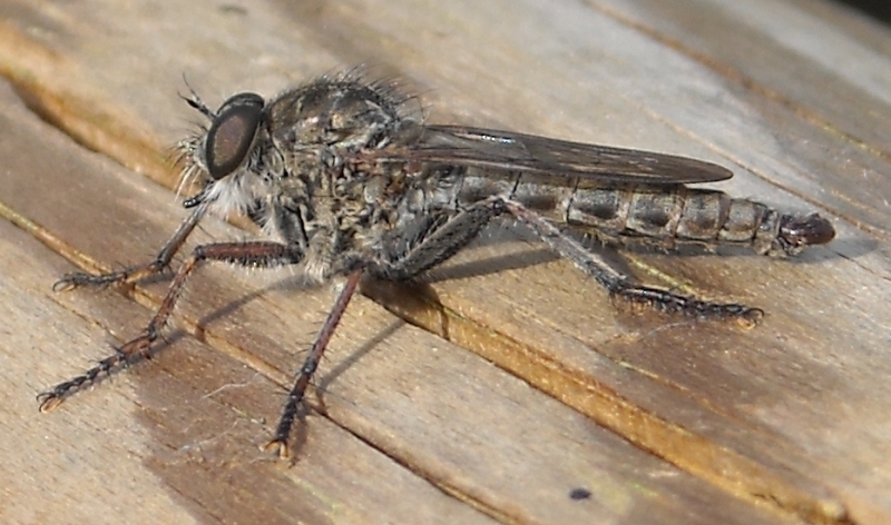 Asilidae: Machimus sp.